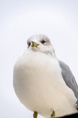 close up of an seagull