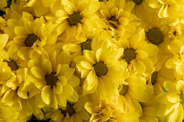 Yellow chrysanthemum flowers. Flower close-up. Floral flowers background.