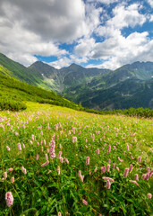 Fototapeta premium meadow with flowers and mountains