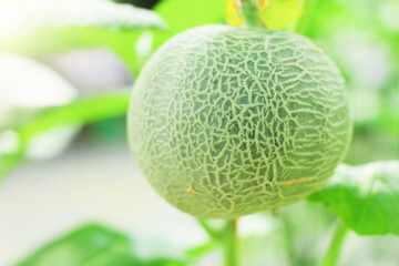 Green melons or cantaloupe melons plants growing in plastic greenhouse.