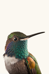 Photo of a Bird white background, Generative Ai