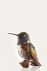 Fototapeta premium Isolated Bird, Generative Ai
