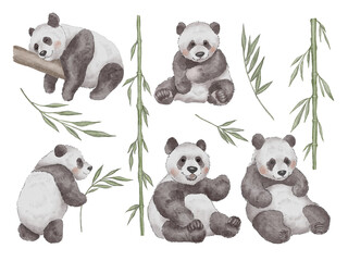 Panda and bamboo watercolor transparent clipart.  Cute panda animal illustration, png format without background for you design.
