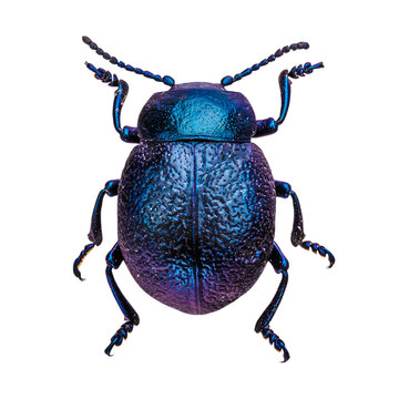 Cobalt milkweed beetle