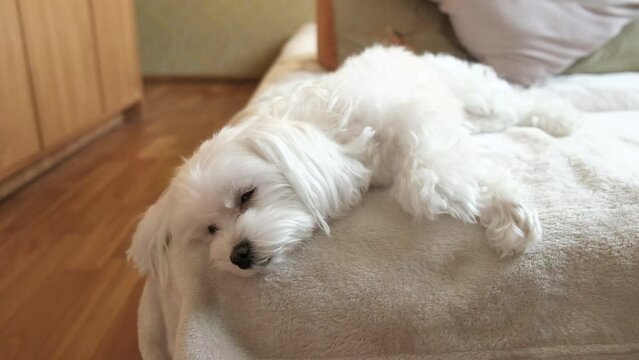 Portrait of a white maltese laying on a bed and looking at the camera