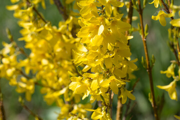 Yellow blooming forsythia flowers in spring closeup. Flowering bush in spring.