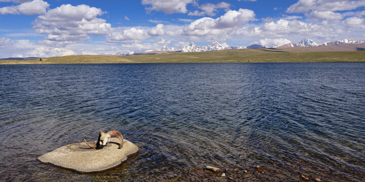 Marco Polo Agali skull, Dream Lake, Kakshaal Too mountains, Tien Shan at the Chinese border, Naryn Region, Kyrgyzstan