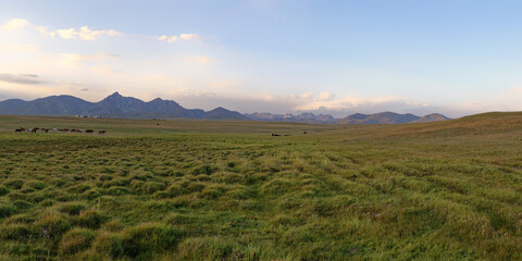 Horses grazing in the steppe at sunset, Song Kol Lake, Naryn Province, Kyrgyzstan
