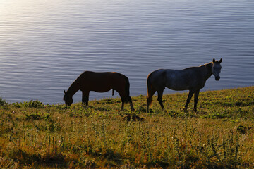 Horses grazing on the lakeshore of Song Kol Lake in early morning, Naryn Province, Kyrgyzstan