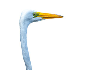 isolated heron with very long neck, funny animal with transparent background, great egret photographed in costa rica
