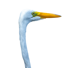 isolated heron with very long neck, funny animal with transparent background, great egret photographed in costa rica
