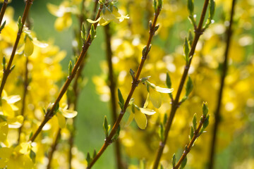 Yellow blooming forsythia flowers in spring closeup. Flowering bush in spring.