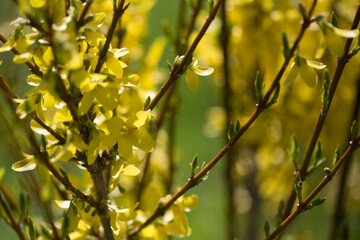 Yellow blooming forsythia flowers in spring closeup. Flowering bush in spring.