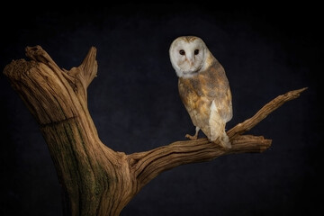 Barn owl (Tyto Alba) perched looking to the camera. White faced ghost nocturnal hunting owl....