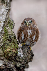 Pygmy Owl from South America, worlds smallest owl and bird of prey. Natural hunting wild bird