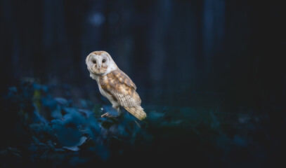 Barn owl (Tyto Alba) perched looking to the camera. White faced ghost nocturnal hunting owl....
