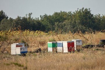 Fototapeta na wymiar Apiary worker or beekeeper manage colonies of honeybees for the production of honey in the field.
