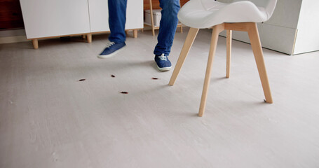 Cockroach Bugs In Dirty House Indoors