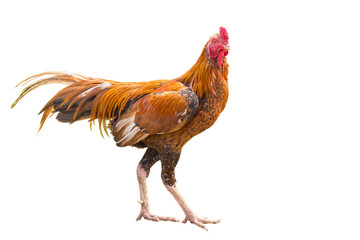 chicken transparent PNG
