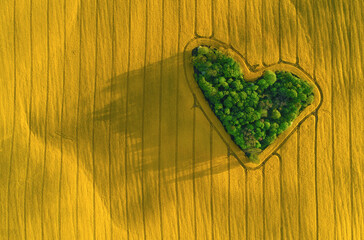 Fototapeta Miłość rzepak zielone serce Walentynki dzień zakochanych zielona energia Polska natura las drzewa na polu obraz