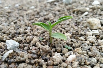 plant growing in soil