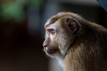 Fotobehang Thoughtful macaque monkey portrait © Fabian