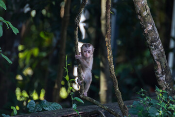 macaque monkey baby on a branch