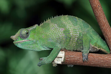 fischer chameleon walking on tree, female fischer chameleon, animals close-up