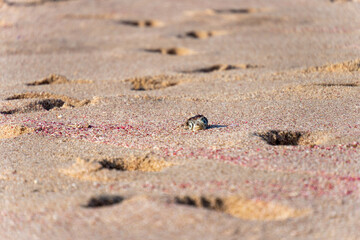 puffer fish on the beach 