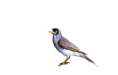 isolated portrait of a noisy minner, wild australian bird on the transparent background, taken in gold coast, miami beach, queensland, australia