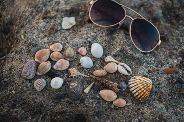 seashells on a rock 