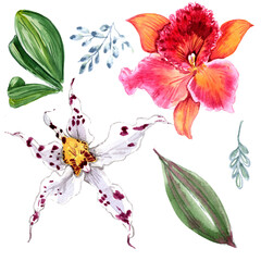 Watercolor orchids isolated on white background.