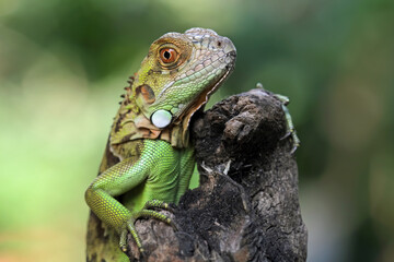 closeup of baby red green iguana, red green iguana head and spikes, animals closeup