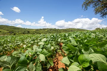  Soy Farming in Africa: A Picture of Progress with Scenic Mountain Horizon © ivanbruno