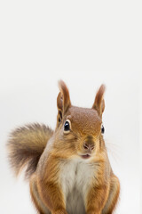 Photo of a Squirrel, Rodent portrait, Generative Ai