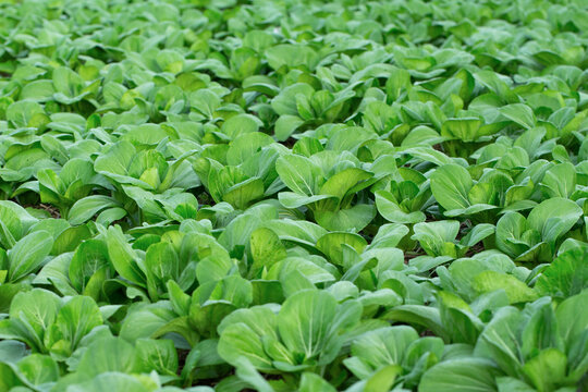 background of fresh green pak choy or bok choy grown in the garden for vegetable groceries
