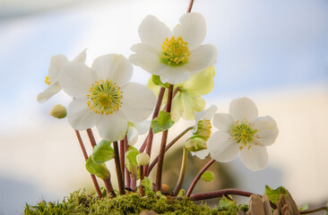 Close-up of white Christmas  roses (Helleborus niger)