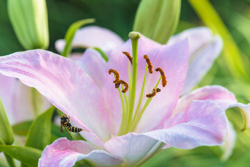 Close up for blooming pink lily with one bee on the sunlight