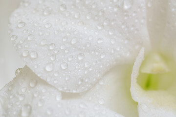Close-up macro soft focus water drop on petal white orchid flowers tropical forest plant blossom...