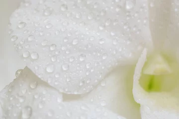 Foto op Canvas Close-up macro soft focus water drop on petal white orchid flowers tropical forest plant blossom background.Nature spring flora desktop wallpaper,spa banner poster, website cover design. © 52Ps.Studio