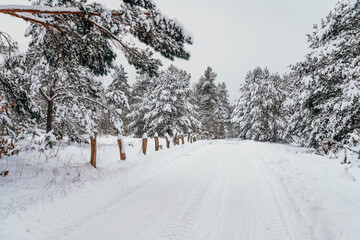 Śnieg na drodze w lesie