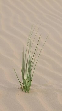 Green herbs swaying gently in the desert's sandy dunes. This vertical video is perfect for mobile viewing, offering an immersive experience with the serene beauty of nature in motion.
