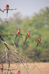 Southern carmine bee-eaters