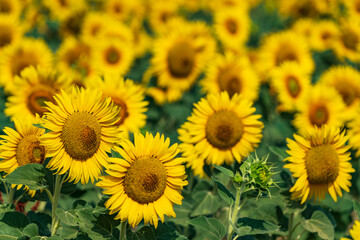 Fototapeta premium Yellow bloom field. Sunflower blooming blossom. Flower meadow in natural environment. Helianthus.