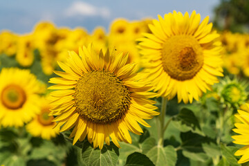 Yellow bloom field. Sunflower blooming blossom. Flower meadow in natural environment. Helianthus.