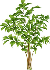 Beautiful vintage palm tree illustration high quality die-cut transparent background. Digitally enhanced