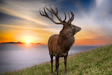 Hirsch im Abendrot im Nebel