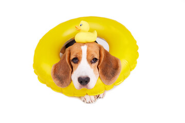 A beagle dog in an inflatable floating ring on a white isolated background. A toy duckling on his...