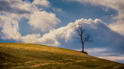 Fototapeta na wymiar Tree and clouds on a hillside in a winter landscape