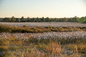 Cotton fields